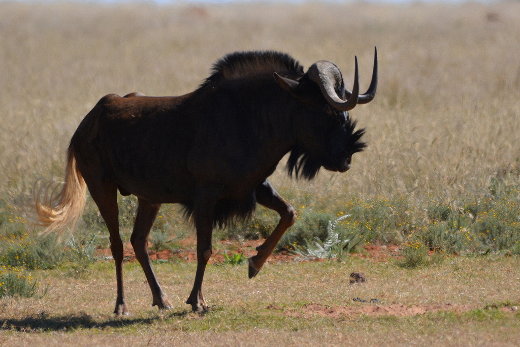 Black Wildebeest