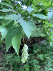 Ostrya virginiana