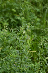 Melilotus albus