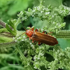 Cantharis livida
