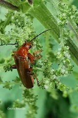 Cantharis livida