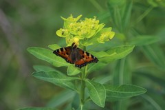 Euphorbia austriaca