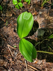 Clintonia borealis