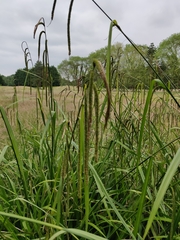 Carex pendula