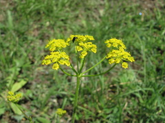 Pastinaca armena