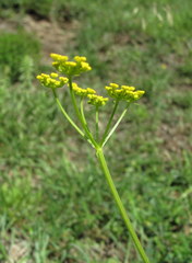 Pastinaca armena