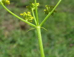 Pastinaca armena