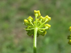 Pastinaca armena