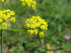 Pastinaca armena