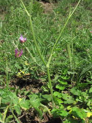 Pastinaca armena