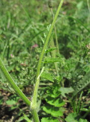 Pastinaca armena
