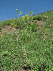 Pastinaca armena