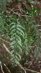 Asplenium bulbiferum x a flaccidum