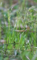 Carex alba