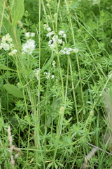 Galium mollugo