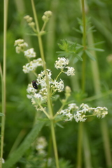 Galium mollugo