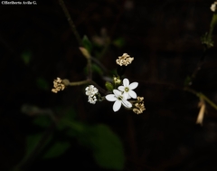 Stevia alatipes