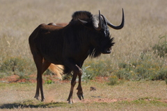 Connochaetes gnou