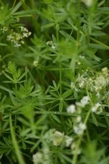 Galium mollugo