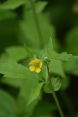 Geum aleppicum