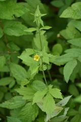 Geum aleppicum