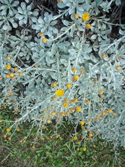 Helichrysum argyrophyllum