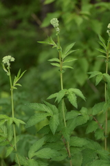 Filipendula ulmaria