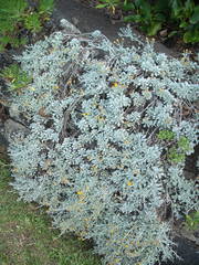 Helichrysum argyrophyllum