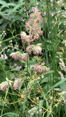 Angiospermae
