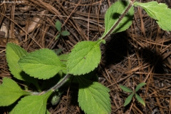 Stevia alatipes