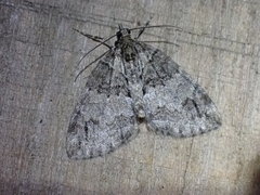 Hydriomena impluviata