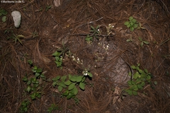 Stevia alatipes