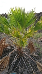 Pritchardia
