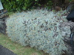 Helichrysum argyrophyllum