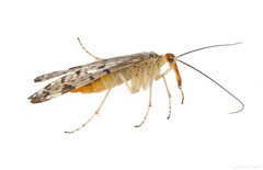 Panorpa submaculosa