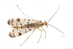 Panorpa submaculosa