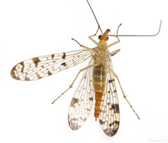 Panorpa submaculosa