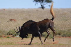 Connochaetes gnou