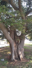Ficus natalensis natalensis