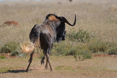 Connochaetes gnou