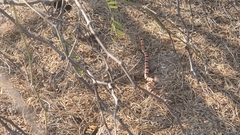 Sonora palarostris