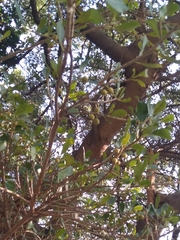 Ficus natalensis natalensis
