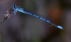 Coenagrion puella