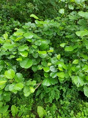 Alnus glutinosa