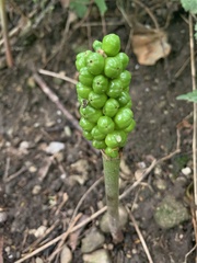 Arum maculatum