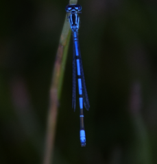 Coenagrion puella