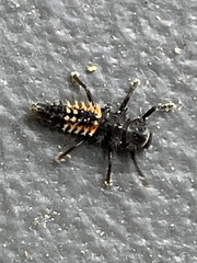 Harmonia axyridis