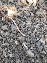 Aparallactus capensis capensis