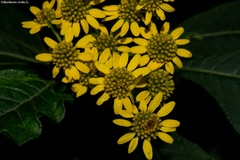 Verbesina cymbipalea