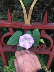 Calystegia × pulchra